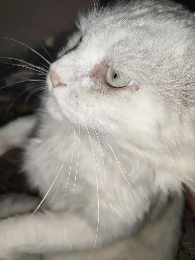 Tripple Coat Househeld Male cat — photo 3