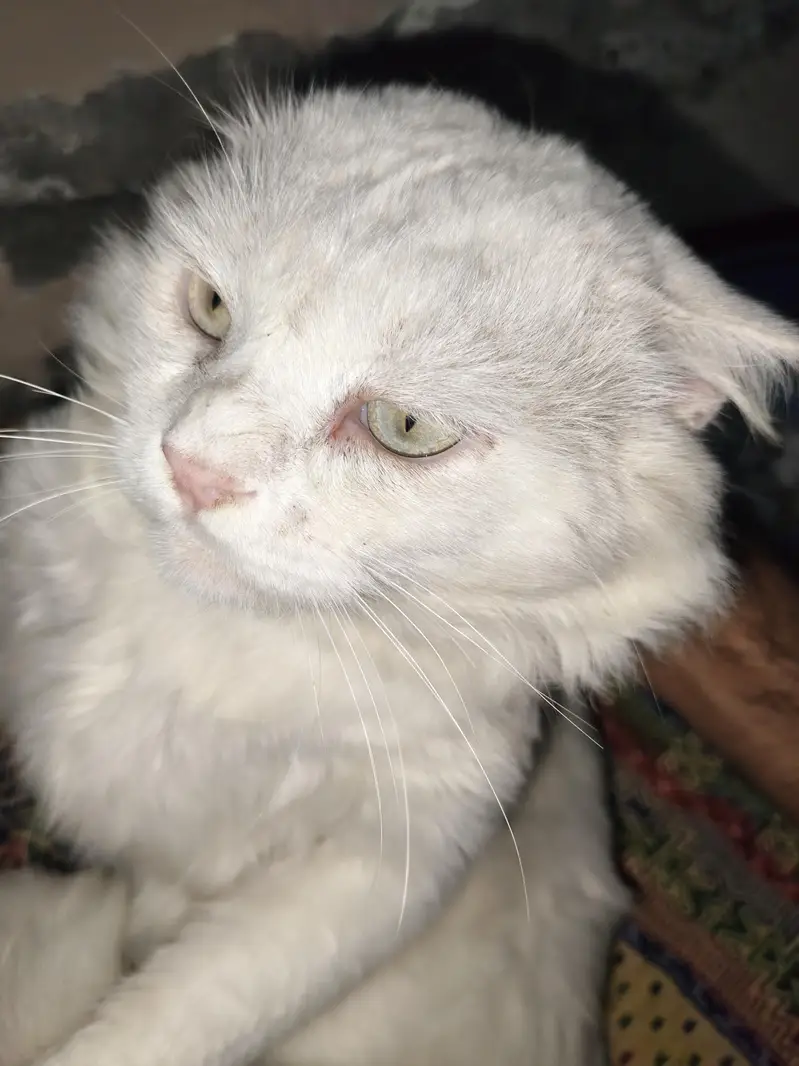 Tripple Coat Househeld Male cat — photo 4