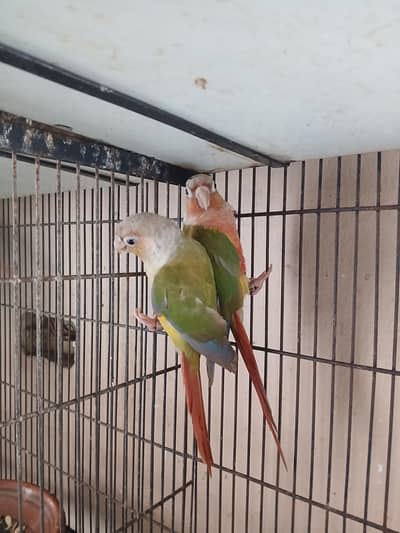 Pineapple Conur DNA Pair.