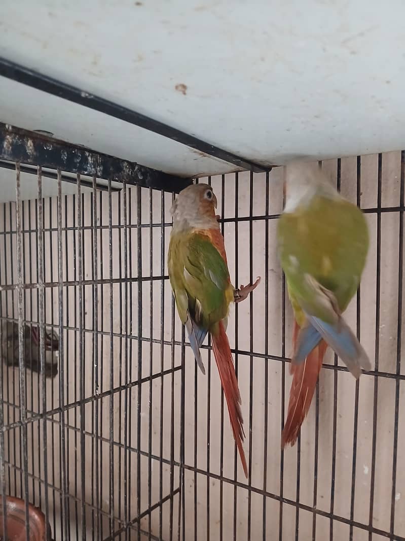 Pineapple Conur DNA Pair. 1