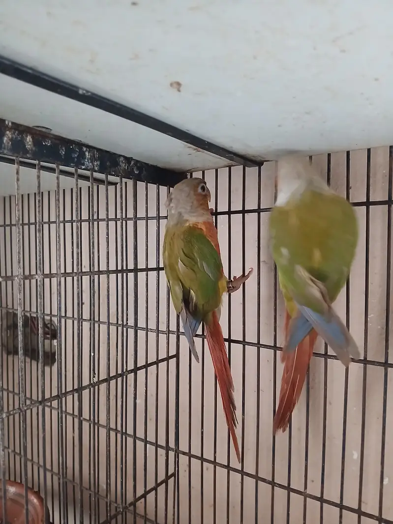 Pineapple Conur DNA Pair. — photo 2