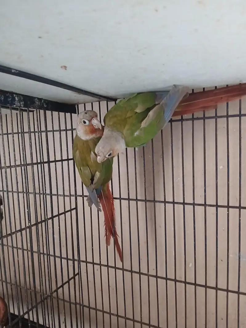Pineapple Conur DNA Pair. — photo 3