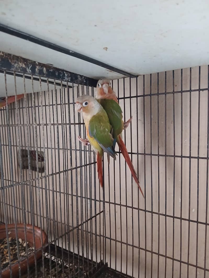 Pineapple Conur DNA Pair. 3
