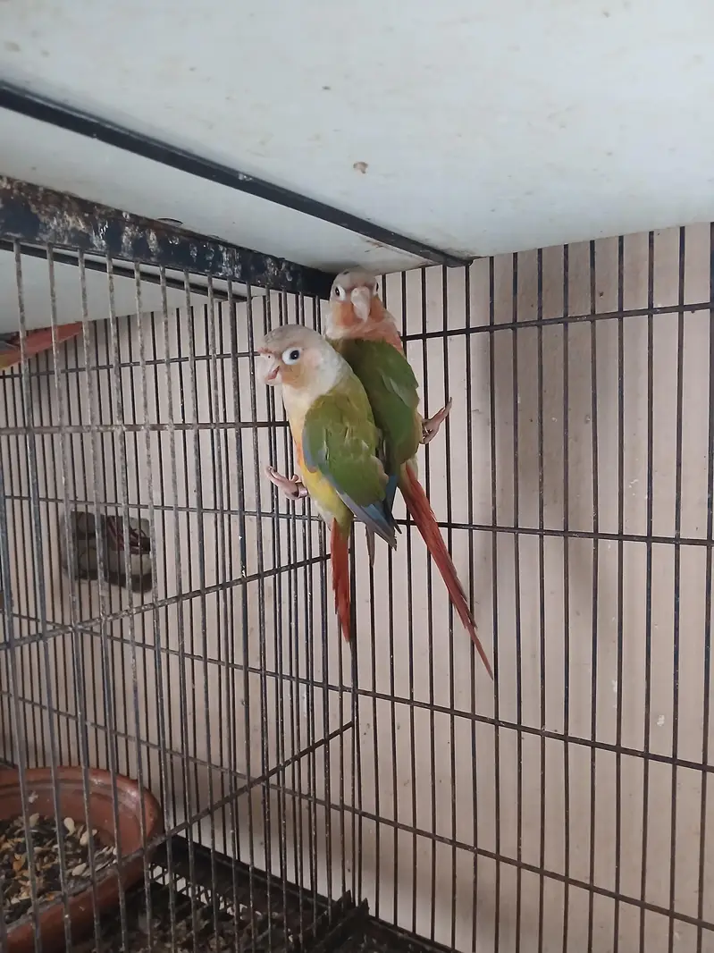 Pineapple Conur DNA Pair. — photo 4