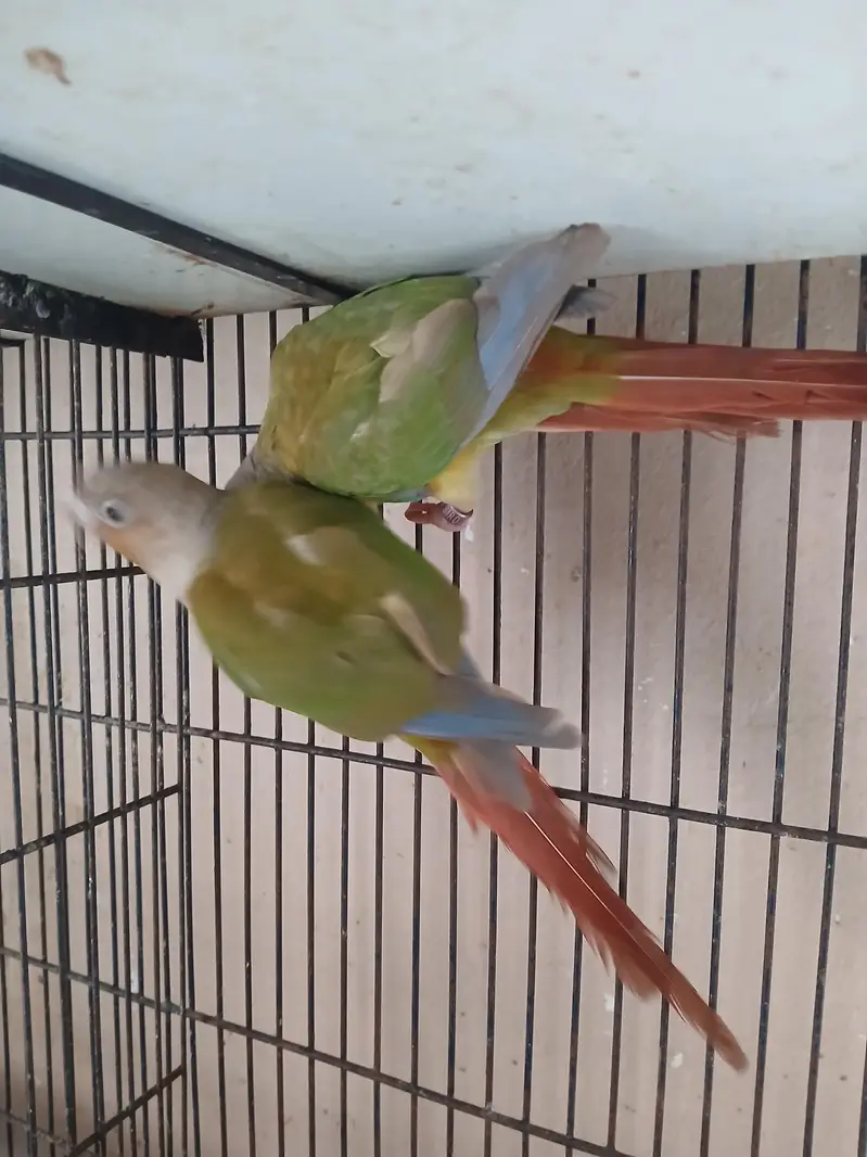Pineapple Conur DNA Pair. — photo 5