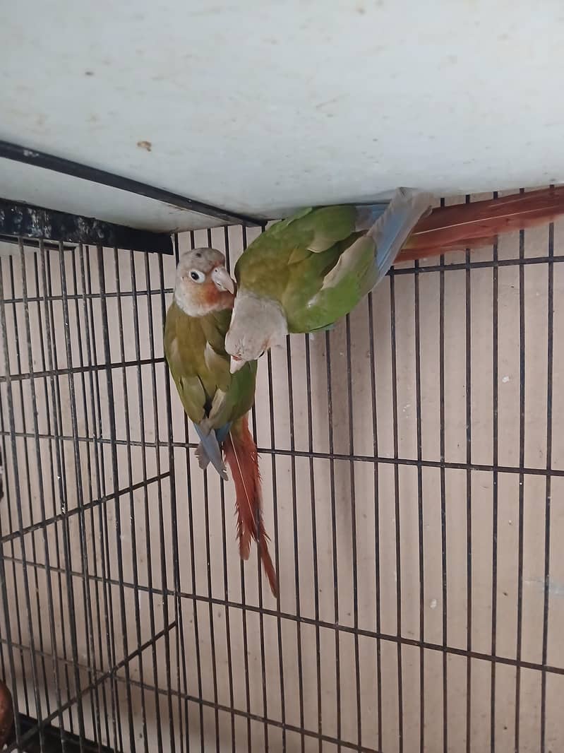 Pineapple Conur DNA Pair. 5
