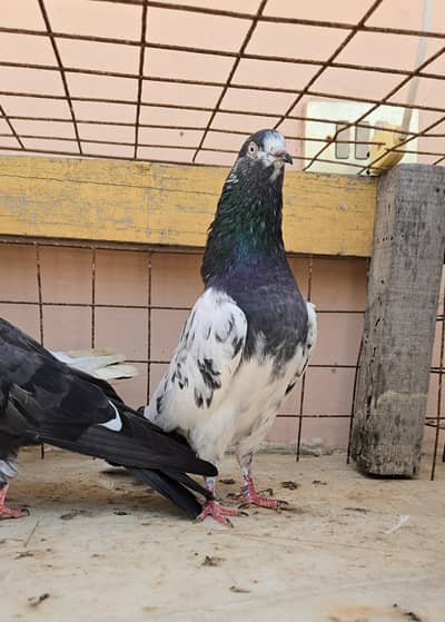 Teddy Male/Teddi Jora/kabootar/Pigeon/Pair/Single Male.