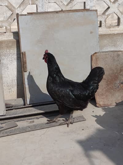 Australorp Female | Starter