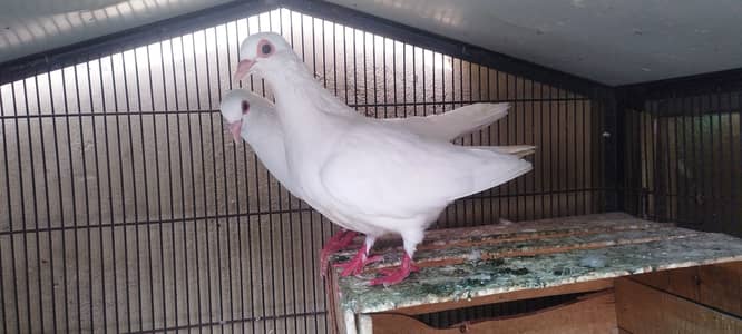 Abino Dove King Size