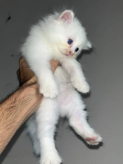 Adorable 3 White & 1 Gray Persian Kittens For Sale - Healthy & Playful