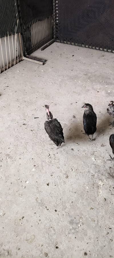 misri hens