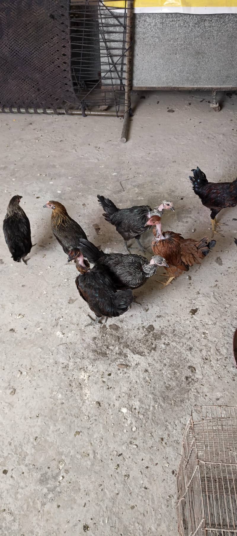 misri hens 4