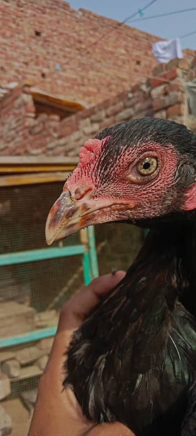 Aseel Thailand Hen for sale