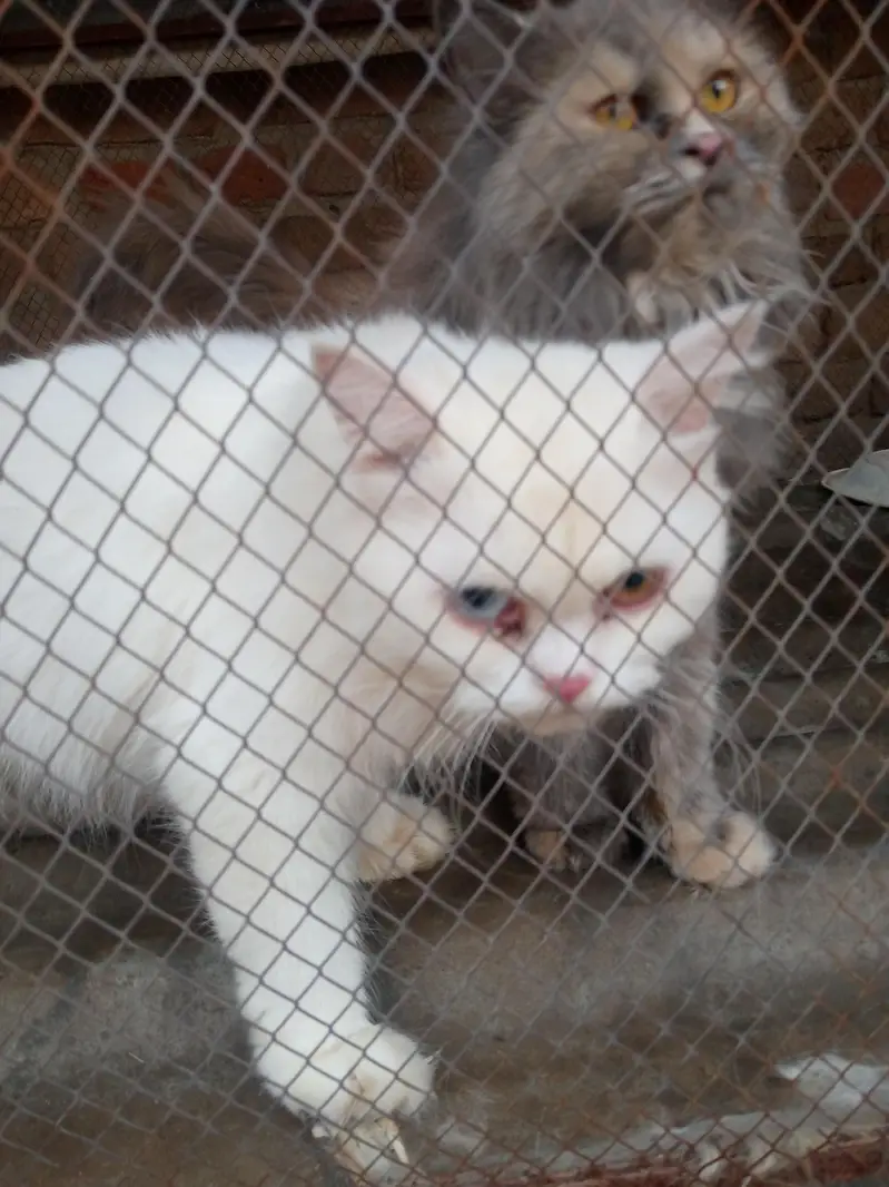 A beautiful cats for sale — photo 2