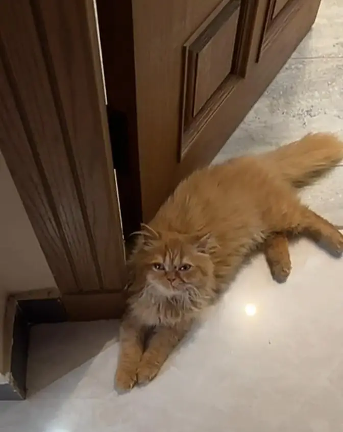 A beautiful cats for sale — photo 3