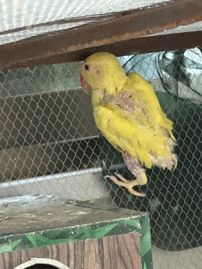 Yellow ring neck