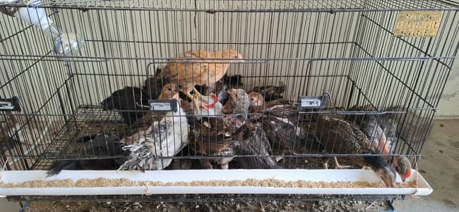 Golden misri and aseel chicks golden misri desi murghi