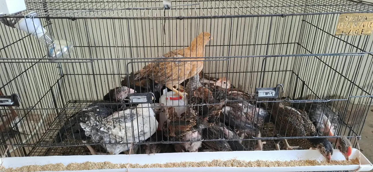 Golden misri and aseel chicks golden misri desi murghi — photo 2