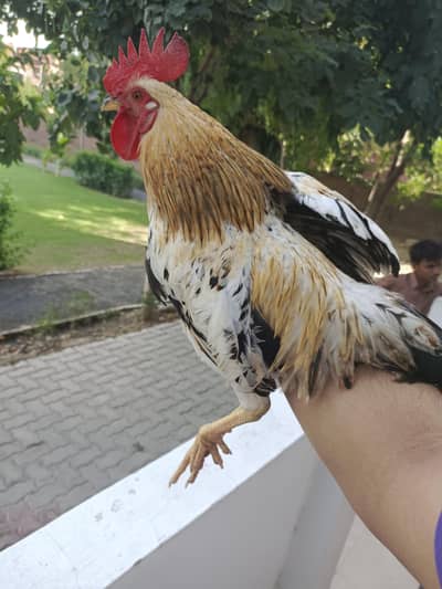 Desi Murgha for Sale