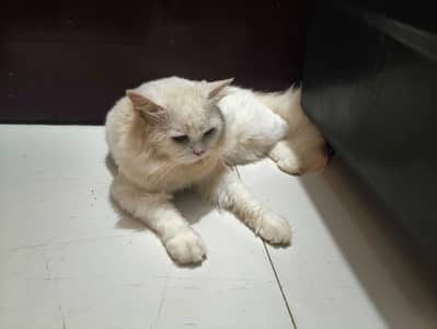 Male  Persian  Cat