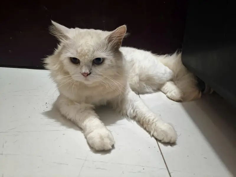 Male  Persian  Cat — photo 2