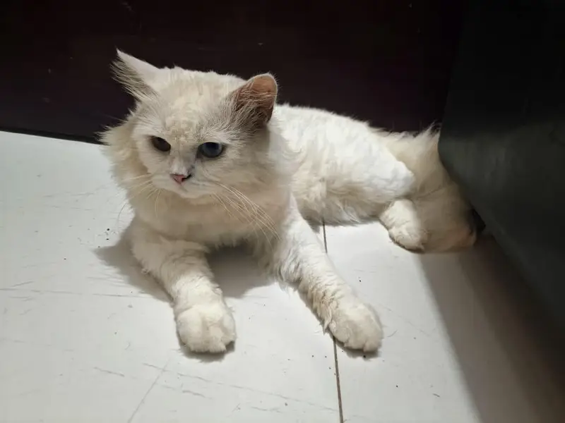Male  Persian  Cat — photo 3