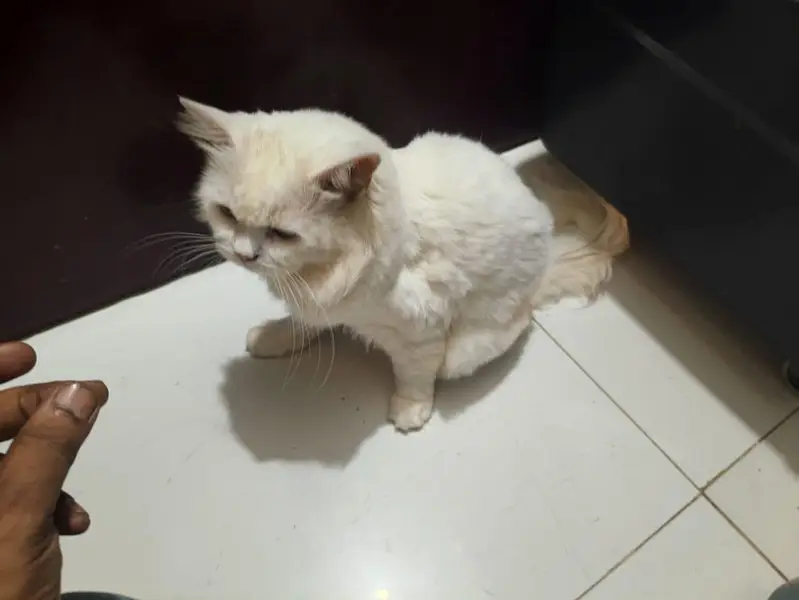 Male  Persian  Cat — photo 4