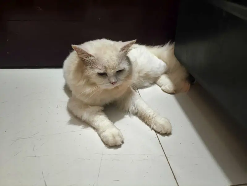 Male  Persian  Cat — photo 5