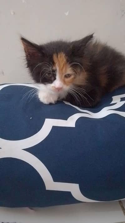 very lovely kitten