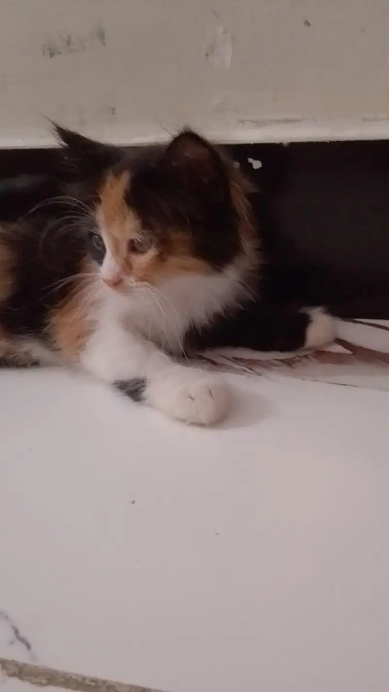 very lovely kitten — photo 2