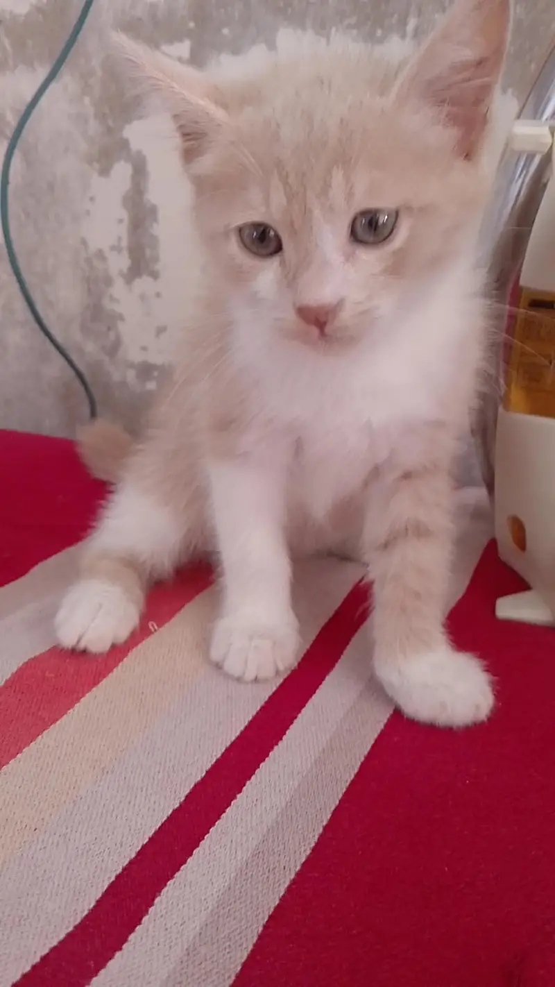 very lovely kitten — photo 3