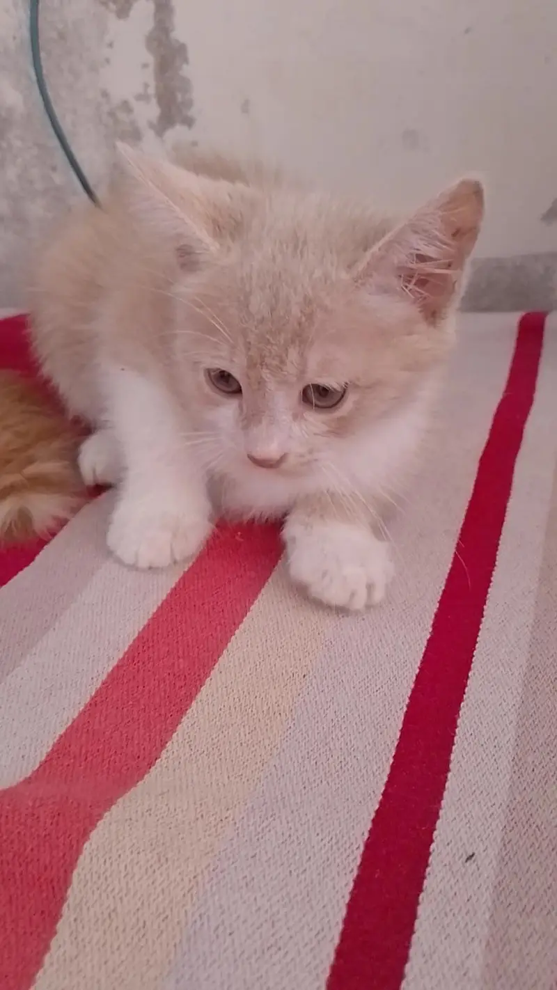 very lovely kitten — photo 4