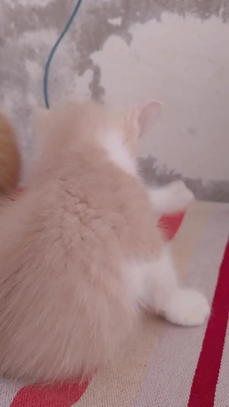 very lovely kitten — photo 5