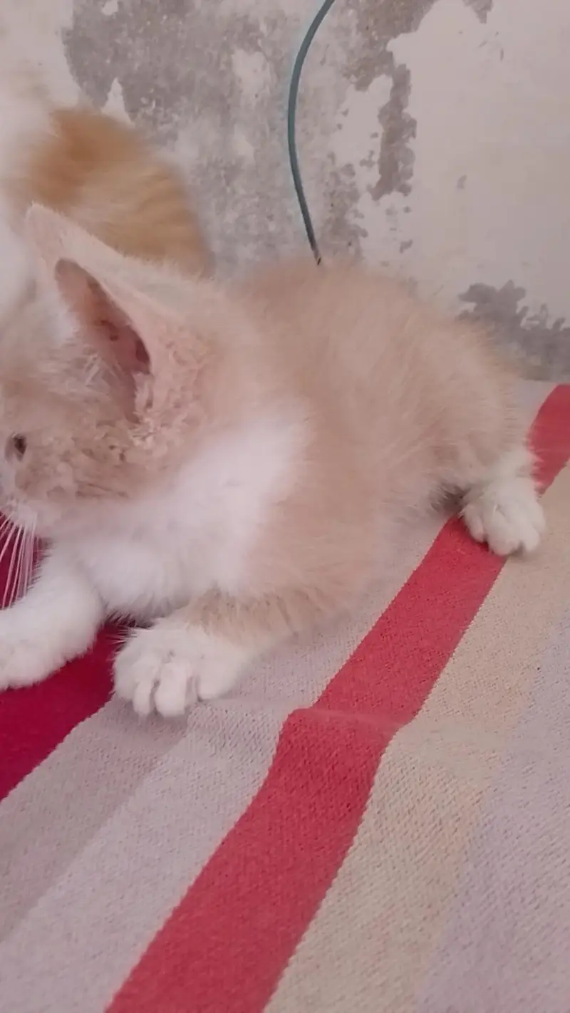 very lovely kitten — photo 6