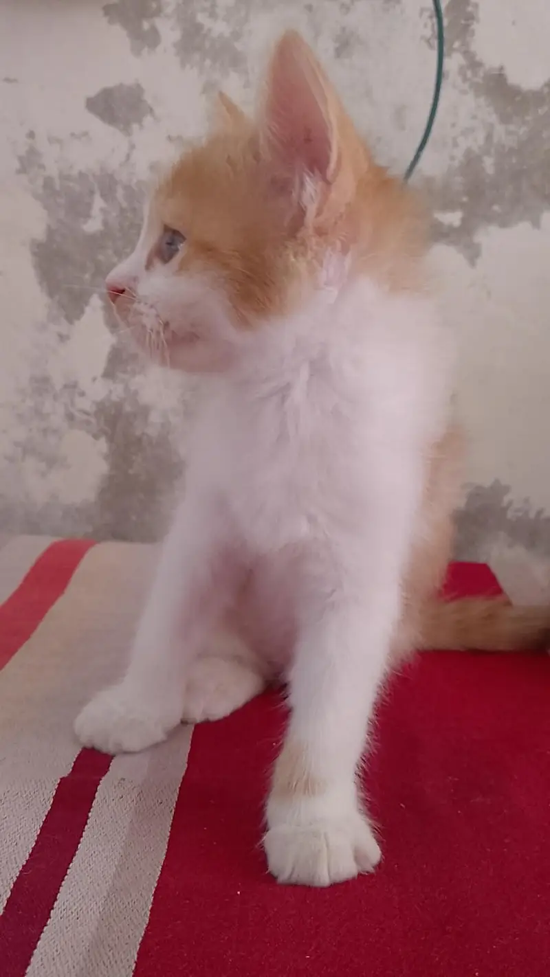 very lovely kitten — photo 7