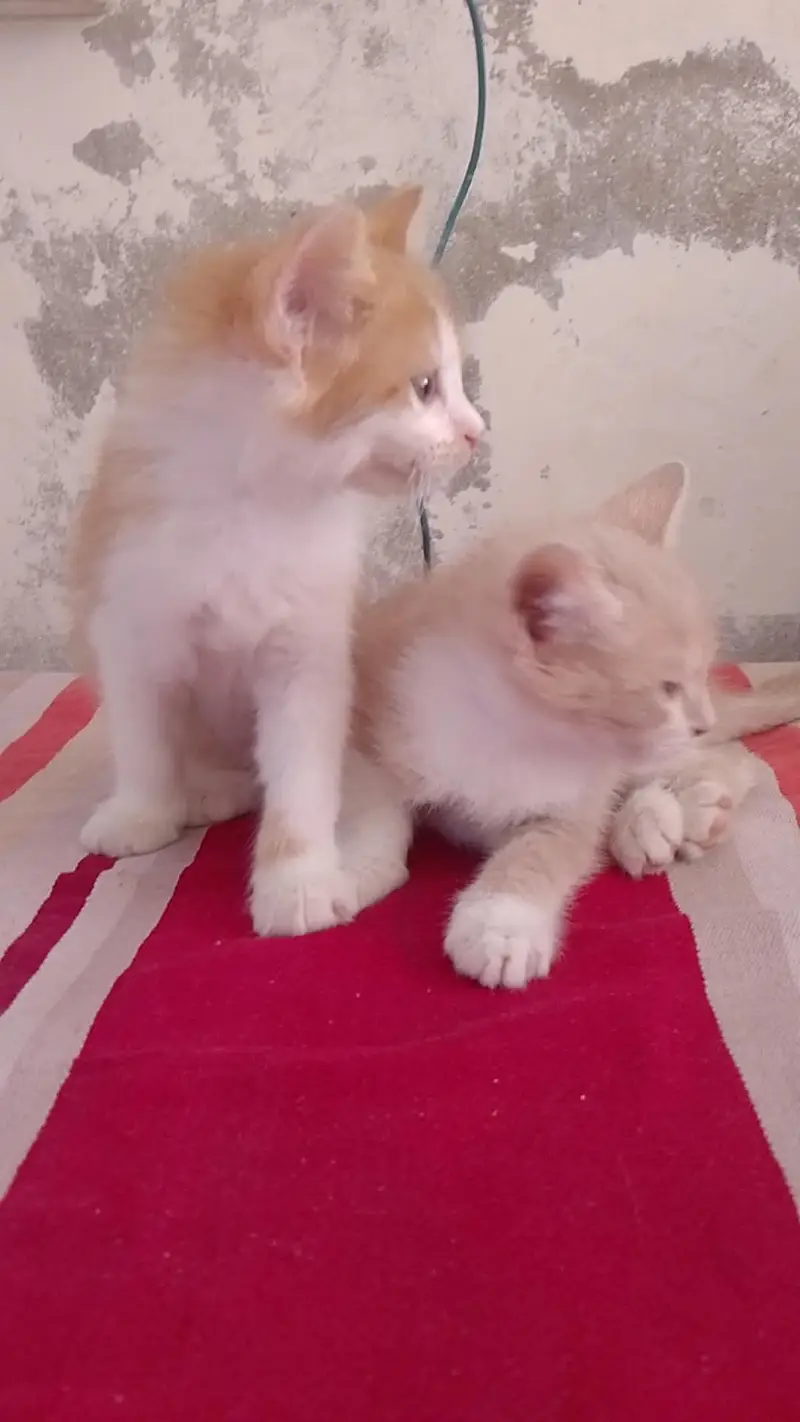 very lovely kitten — photo 8