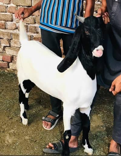 super quality bakra
