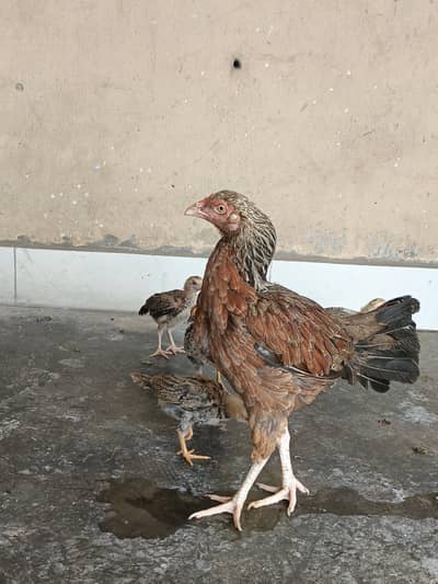 aseel hens /03334422720