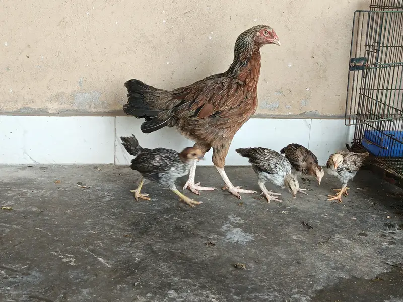 aseel hens /03334422720 — photo 2
