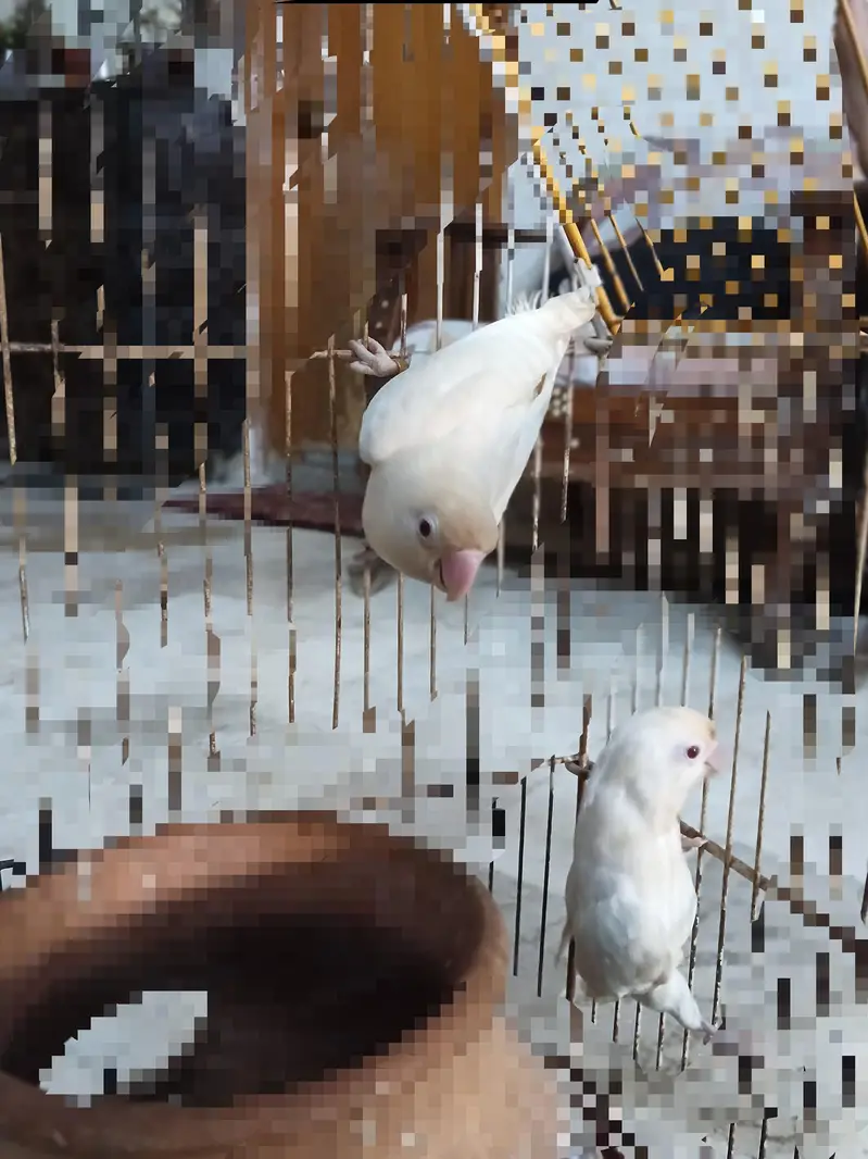 Albino Red eyes pair with cage — photo 2