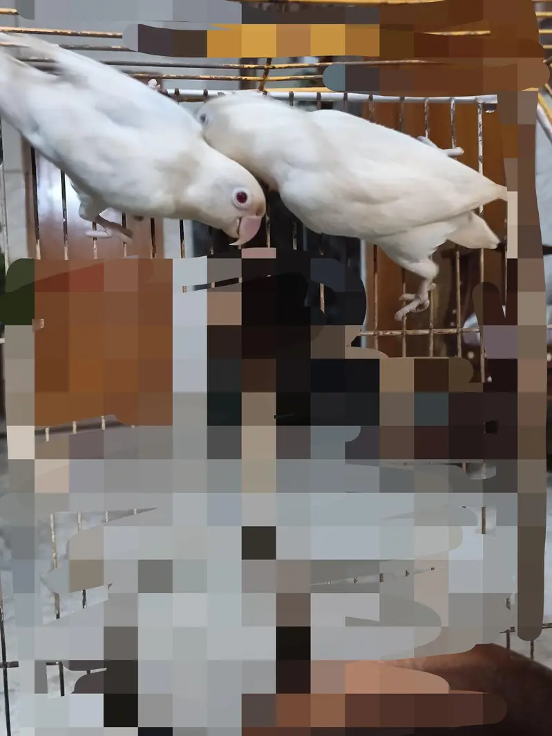 Albino Red eyes pair with cage — photo 3