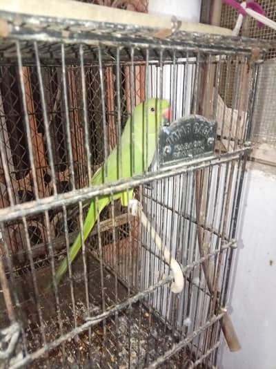 Green Parrot