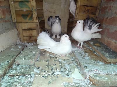 Healthy Fantail lacky kabooter for sale