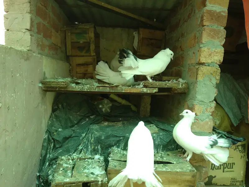 Healthy Fantail lacky kabooter for sale — photo 3