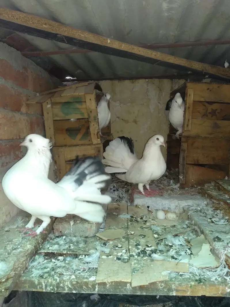 Healthy Fantail lacky kabooter for sale — photo 6