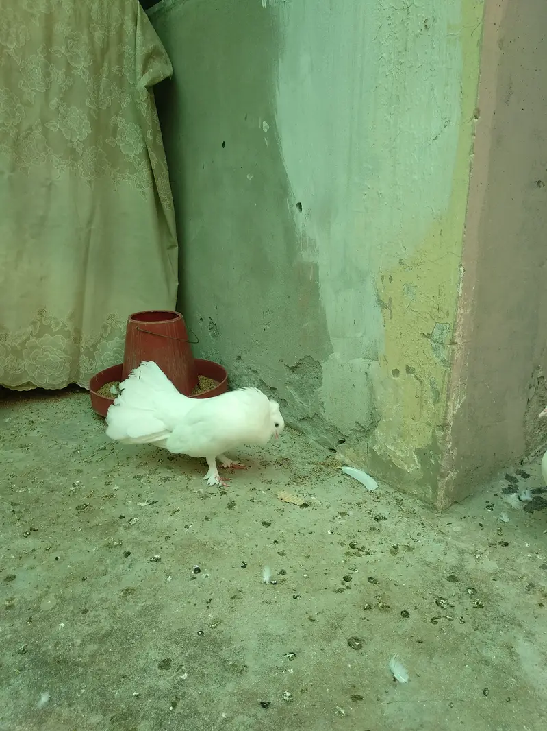 Healthy Fantail lacky kabooter for sale — photo 7