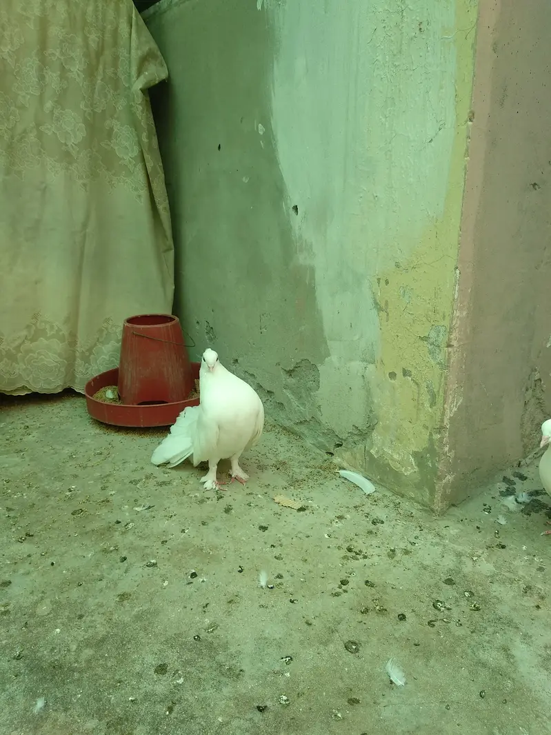 Healthy Fantail lacky kabooter for sale — photo 8