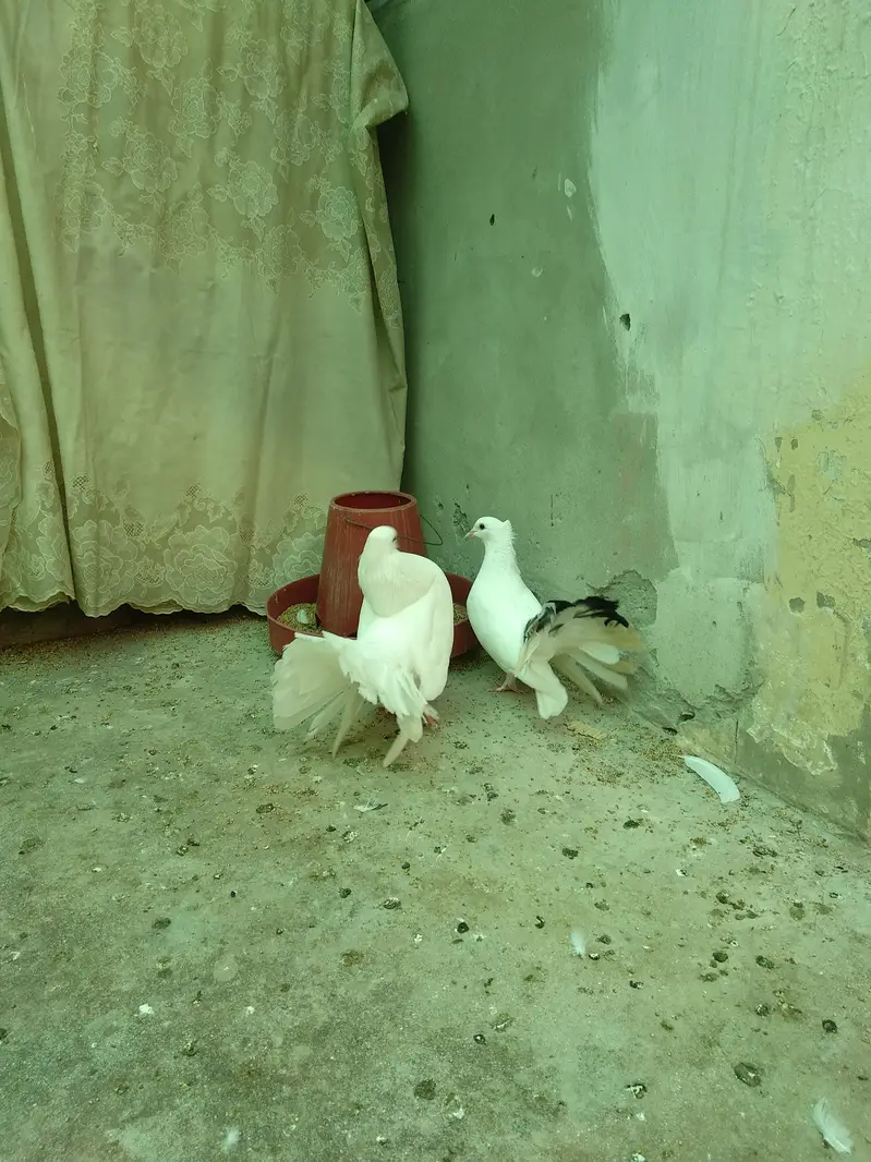 Healthy Fantail lacky kabooter for sale — photo 11