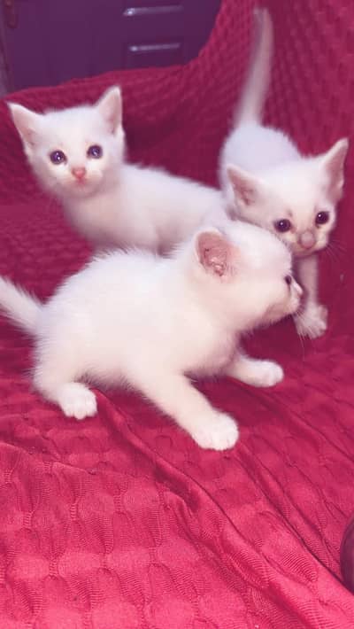 active  3 Persian kittens for sale