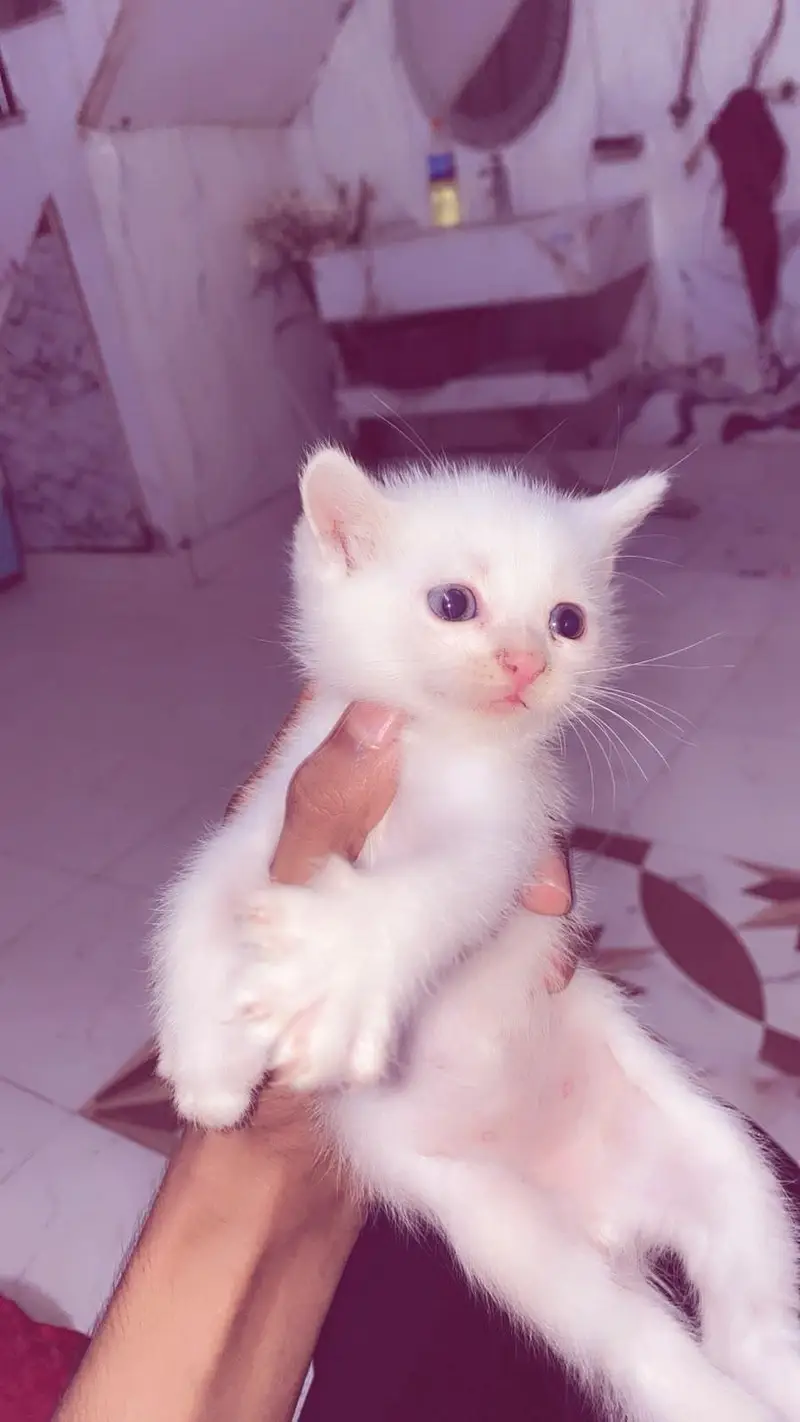 active  3 Persian kittens for sale — photo 2